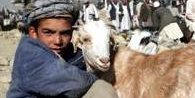 کودک و فروش مال