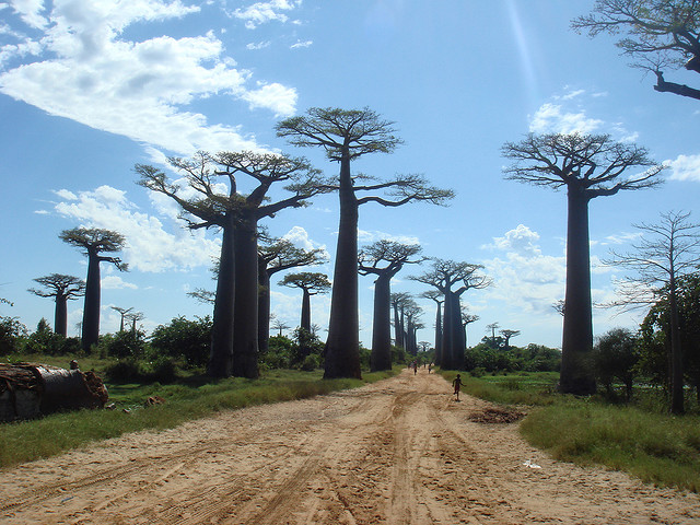 #1 of Famous Trees In The World