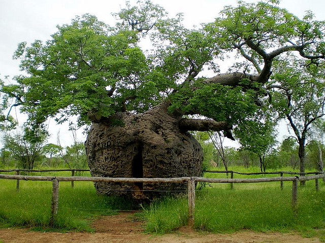 Boab Prison Tree